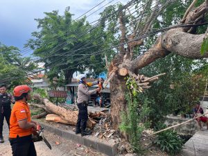 Petugas Gabungan Evakuasi Pohon Tumbang Akibat Hujan Disertai Angin Kencang di Sidoarjo